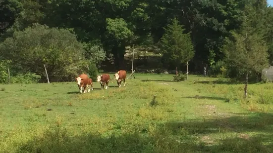 Wells Hollow Farms