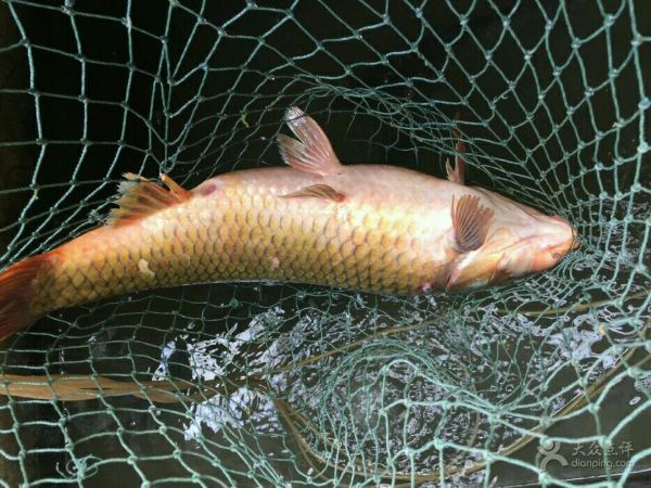 Zhaojiawanshiguo Fish