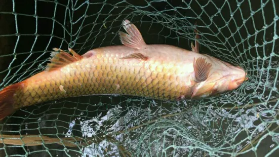 Zhaojiawanshiguo Fish