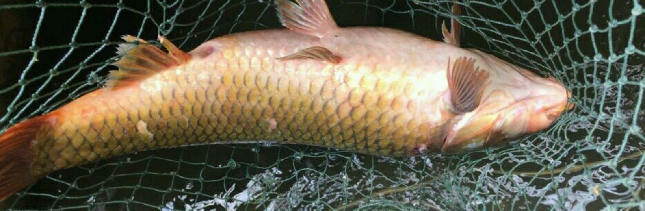 Zhaojiawanshiguo Fish