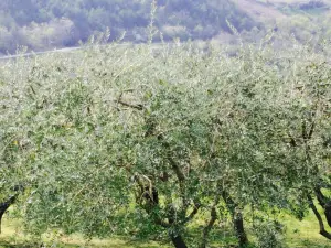 Agroturizam Stefanic
