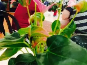 Palm House Restaurant at the Manor Nursery