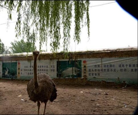 鴕鳥王生態園