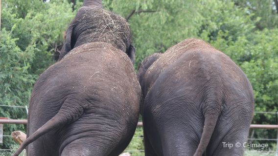 Elephant Village Sanctuary & Resort