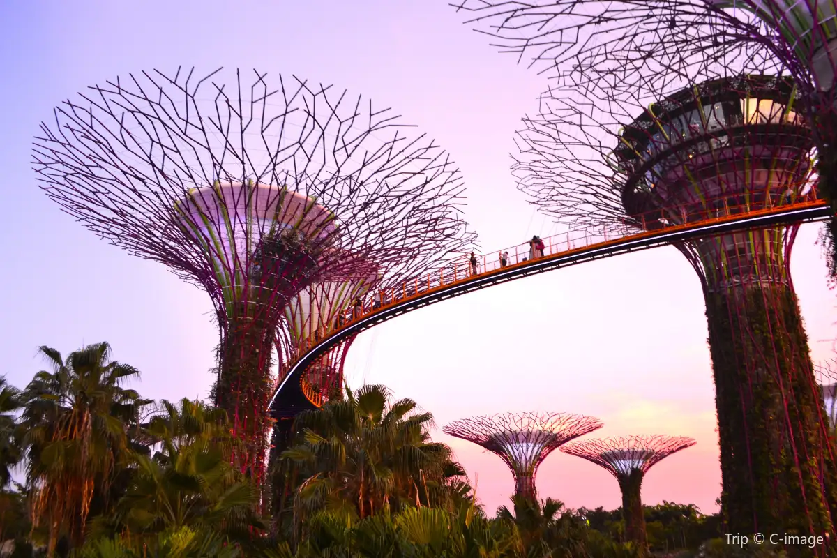 Gardens by the Bay: OCBC Skyway & Supertree Observatory
