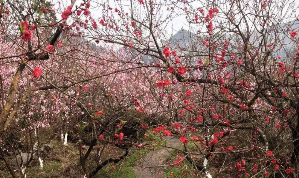 桃源生態旅遊区周辺のホテル