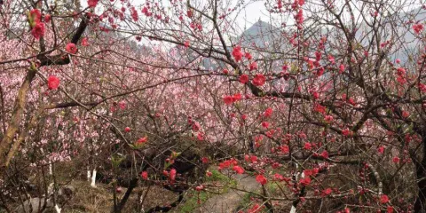 桃源生態旅遊區