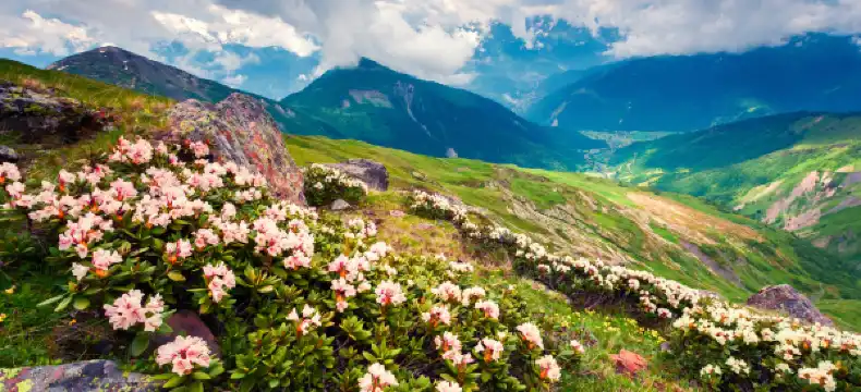 5-Star Hotels in Georgia