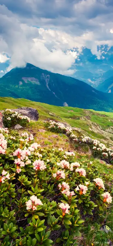 4-Star Hotels in Georgia