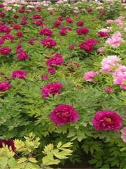 Zhongchuan Peony Nursery