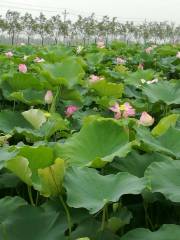 Linfeng Zhongyuan Lotus Expo Garden