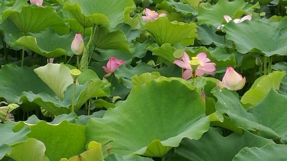 Linfeng Zhongyuan Lotus Expo Garden