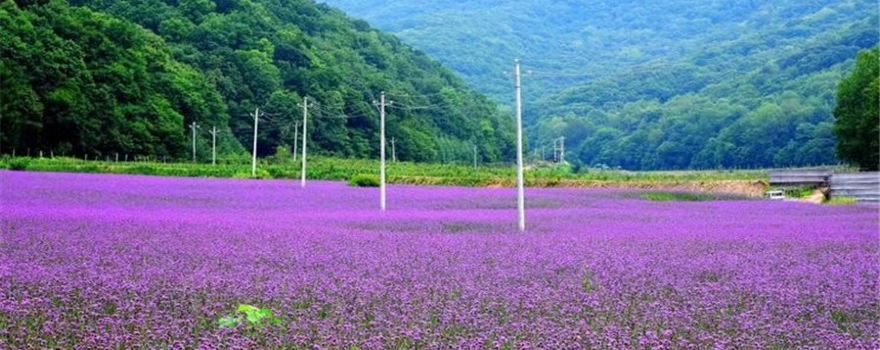 Dabeicha Mountain Scenic Area