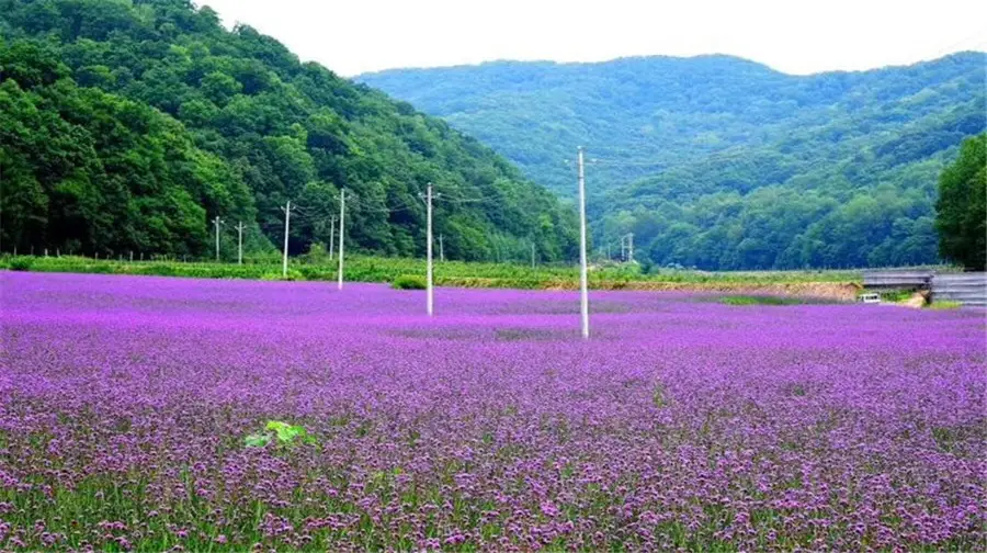 Dabeicha Mountain Scenic Area