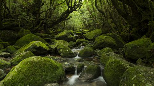 屋久島