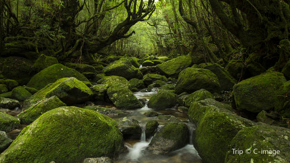 Yakushima Island