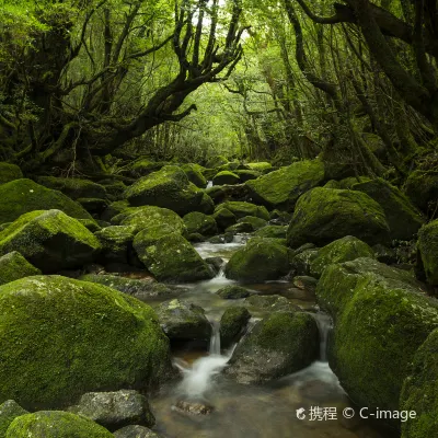 屋久島 格安航空券