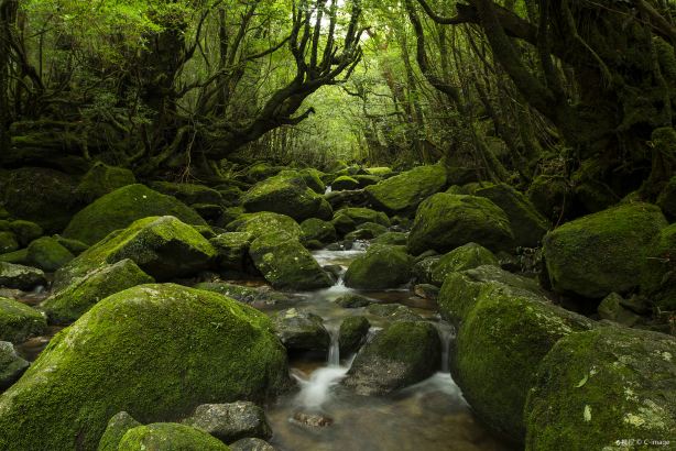 Yakushima Island