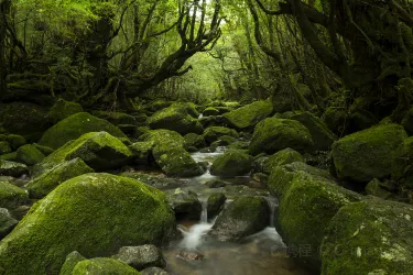 yakushima