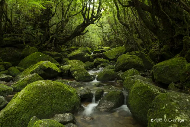 Vol Kagoshima Yakushima