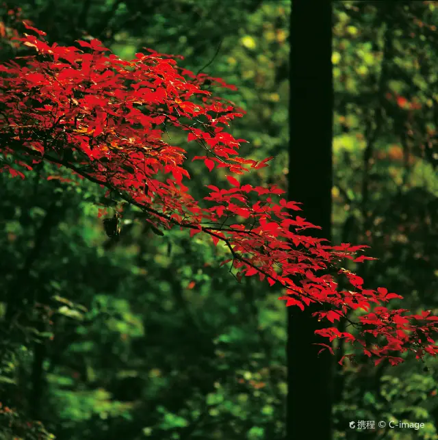 Fall Foliage Sightseeing in Jilin