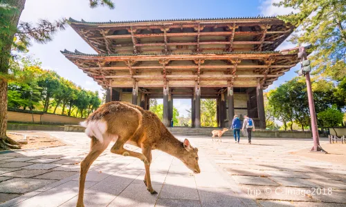 Deer Feeding in Nara