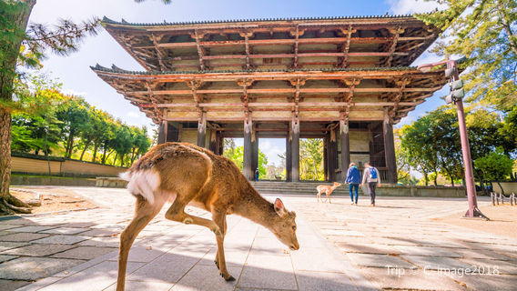 Deer Feeding in Nara