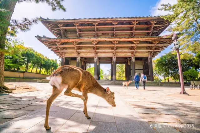 Deer Feeding in Nara