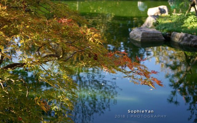Kyoto Garden