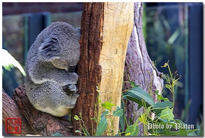 コアラとしても知られるコアラベアは オーストラリアの国宝であ Trip Com の旅のブログ