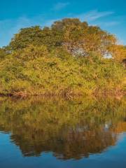 Pantanal