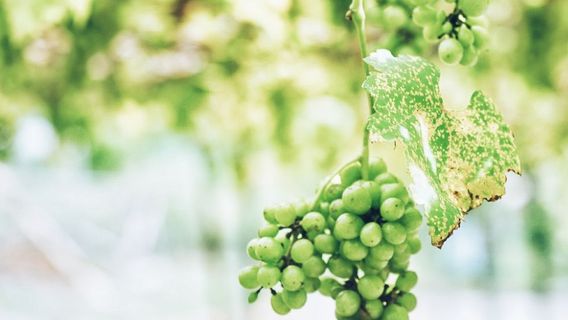 Taman Pertanian Malaysia