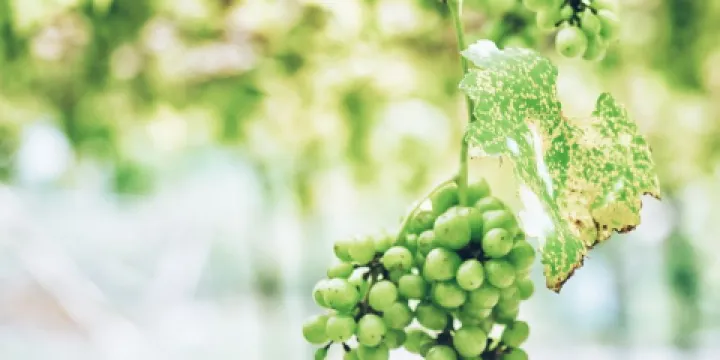 馬來西亞農業公園