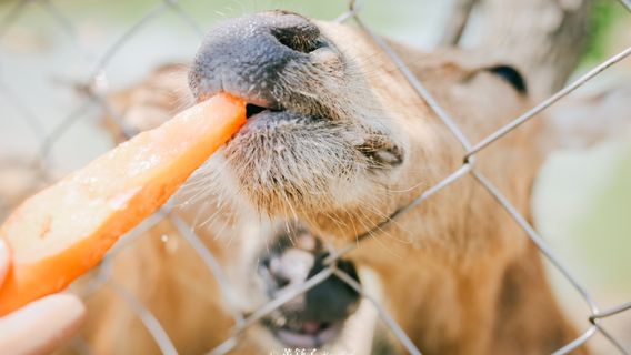 Elk Feeding in Yancheng