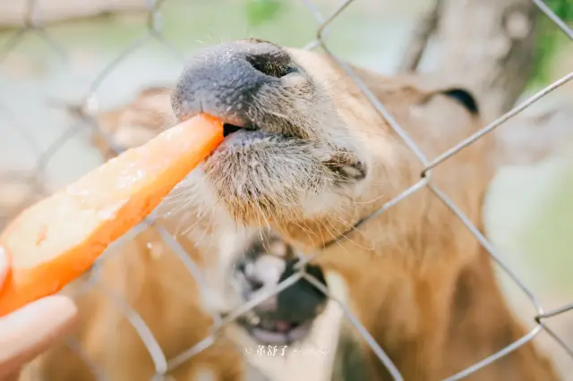 Elk Feeding in Yancheng