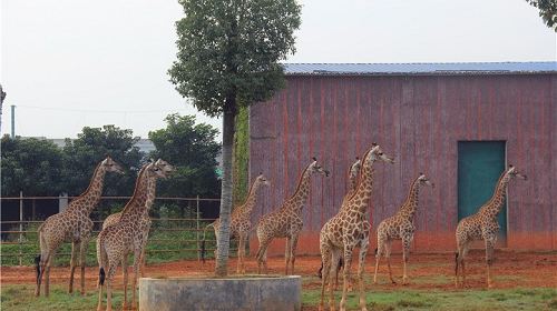 平南雄森動物大世界