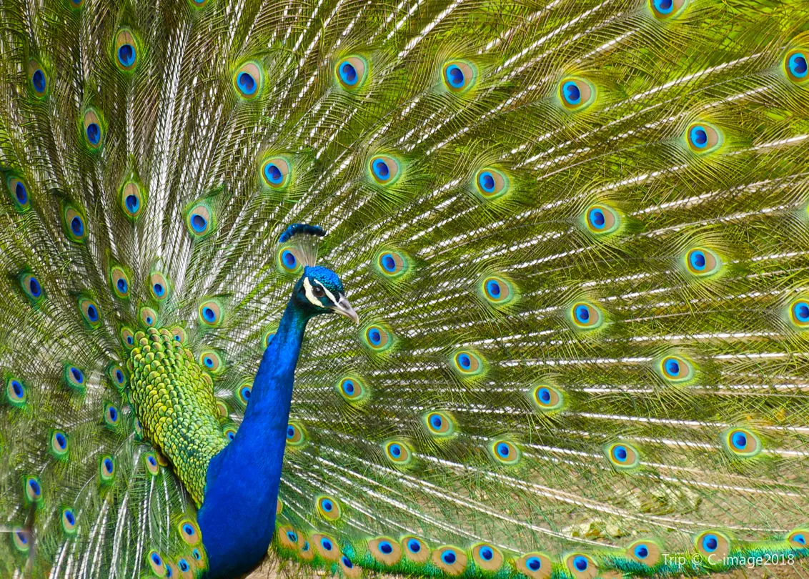 2_Cincinnati Zoo & Botanical Garden