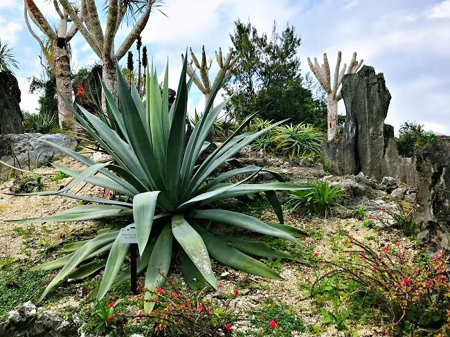 3_東南植物楽園