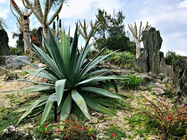 3_東南植物樂園