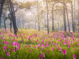 Sai Thong National Park