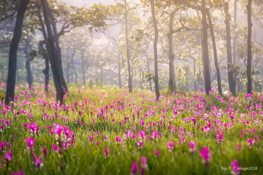 Sai Thong National Park