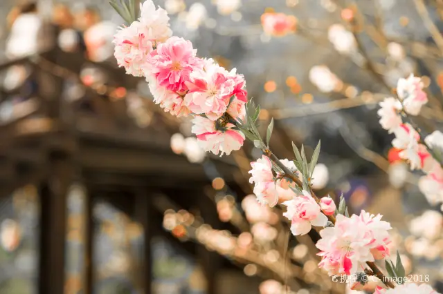 Peach Blossom Viewing in Yangzhou