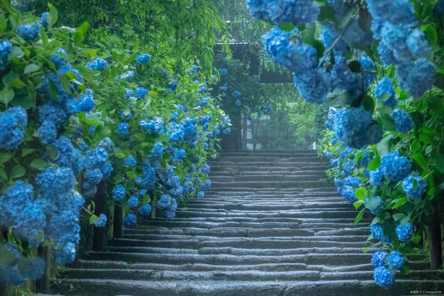 明月院