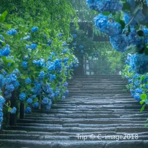 明月院