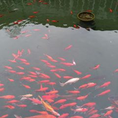 Yushanfang (shaoshanlaozihaozong) User Photo