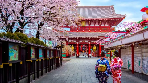 Cherry Blossom Viewing in Tokyo attraction in Tokyo