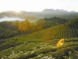 黄山市徽州区富溪乡长兴茶厂