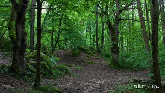 Aschbruch Forest (Forêt d'Aschbruch)