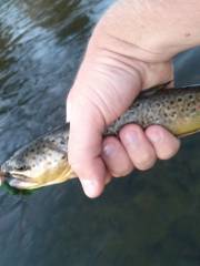 Catskill Fly Fishing Center and Museum