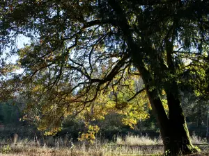 Johnson Park